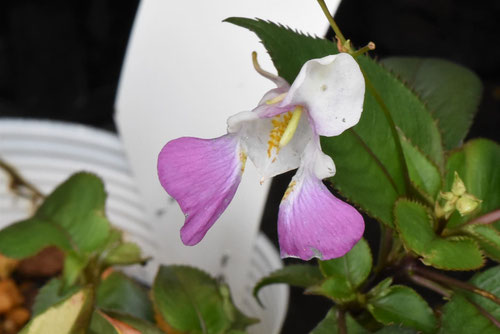 釣船草の花,種類,つりふねそう