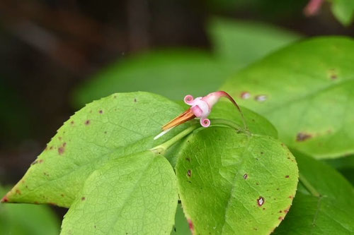 アクシバの花,特徴