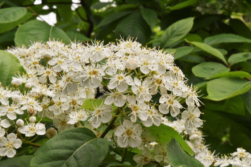 しなかまつかの花,シナカマツカ