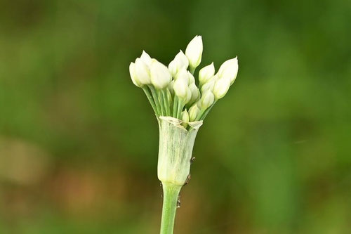 にら,開花の様子