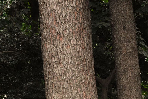 Himalayan blue pine