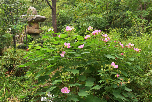 木芙蓉,フヨウ,手入れ