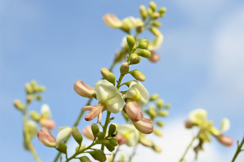 Flowering trees in August in Japan