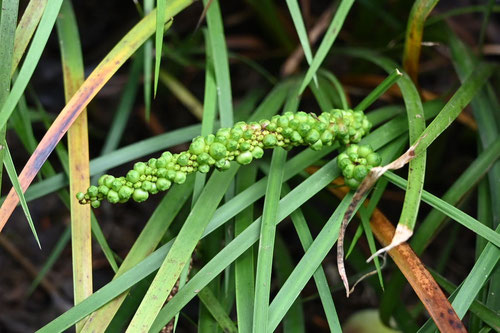 せきしょう,植物,実