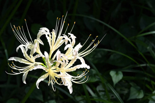 白い花が咲く彼岸花,珍しい,ひがんばな