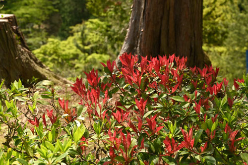 葉っぱが赤い木の一覧