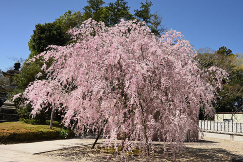 枝垂れザクラ,シダレザクラの木