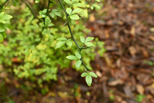 trifoliate orange,leaf