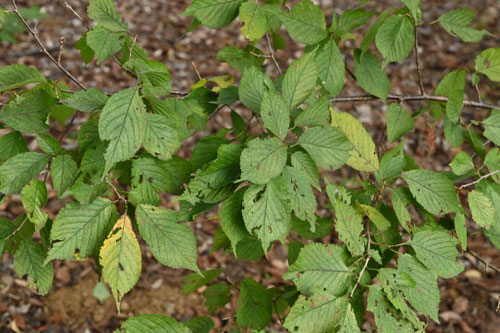 しだれざくら,シダレザクラ