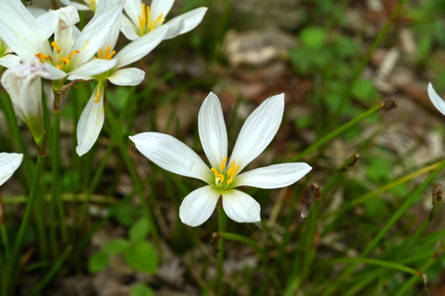 タマスダレ,たますだれ
