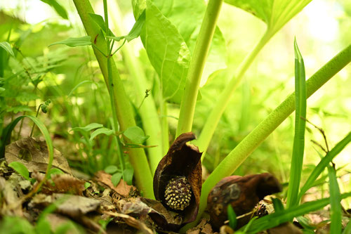 Eastern Skunk Cabbage