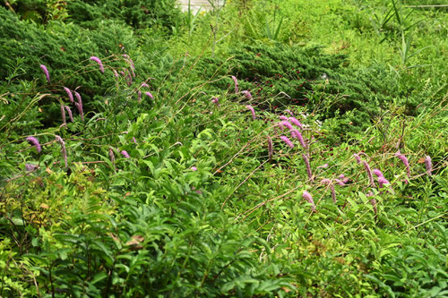 からいとそう,植物,カライトソウ