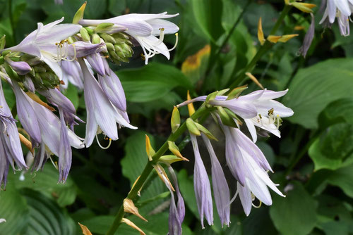 ウルイの花,ぎぼうし