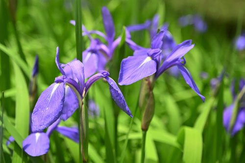 愛知県の花,県花,かきつばた,カキツバタ