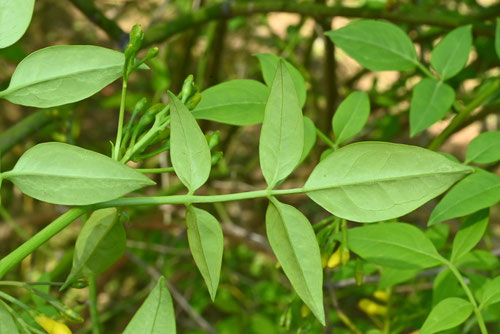 キソケイ,植物,葉,きそけい