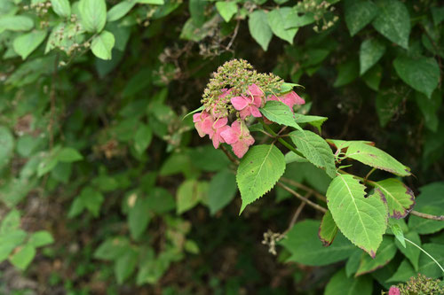 山紫陽花の花の後,やまあじさい,ヤマアジサイ