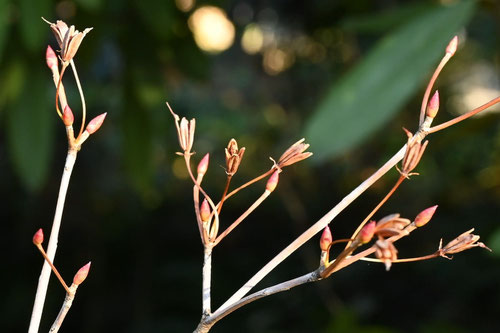 満天星躑躅の冬芽,どうだん,ドウダンツツジ