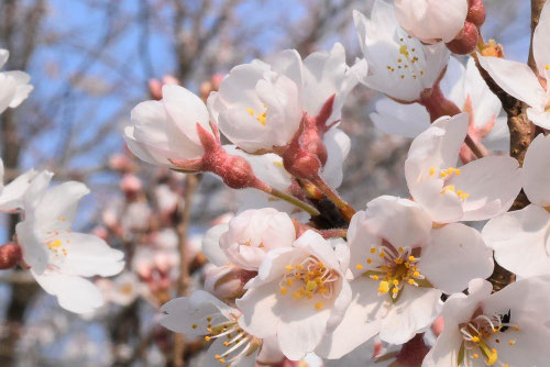 エドヒガン,えどひがん,見分け,ポイント,江戸彼岸桜