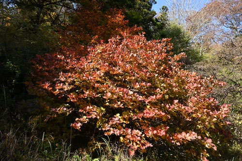 紅葉が綺麗なツツジ