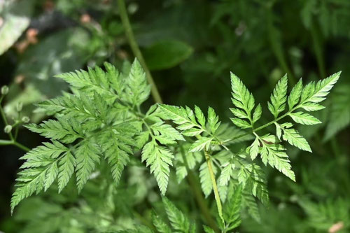 藪蝨,植物