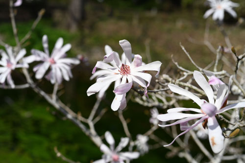 3月に咲く白い花の木