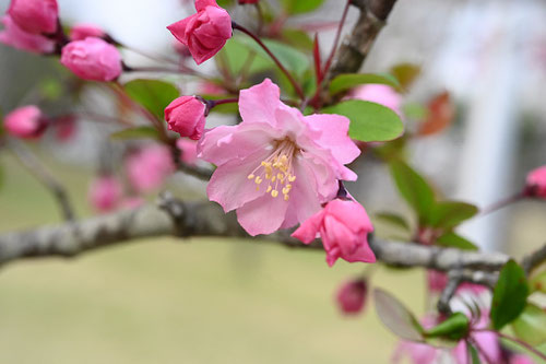 ハナカイドウの木の花,花海棠,はなかいどう