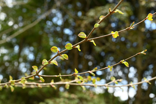 Katsura tree／Japanese Judas tree