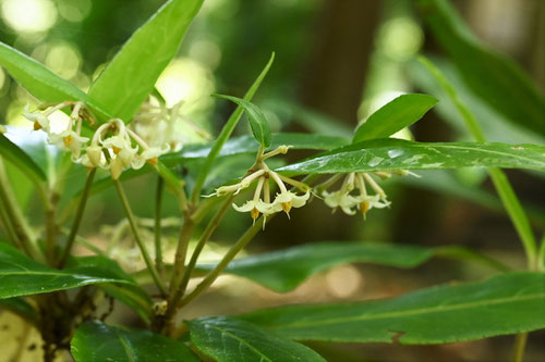 ７月に咲く白い花,種類