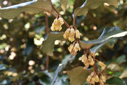 １１月に咲く白い花,木