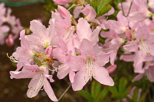 クロフネツツジの花