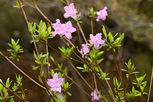 ふじつつじ,藤躑躅,開花期,フジツツジ