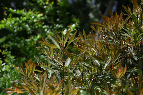 アオガシ,あおがし,ほそばたぶ,ホソバタブ