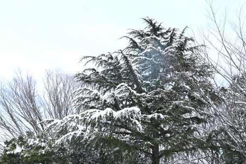 ヒマラヤスギの木,ひまらやすぎ,ヒマラヤシーダー,雪