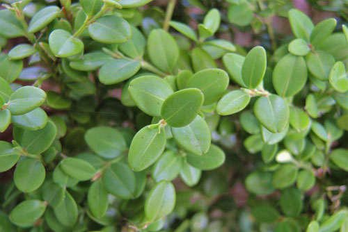 柘植の種類,ひめおおつげ