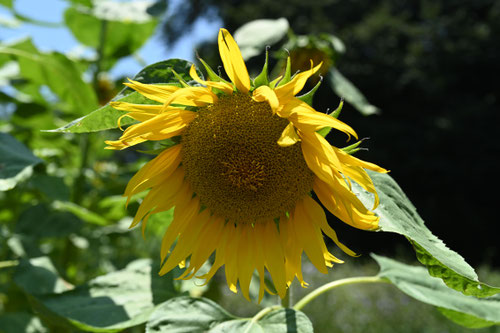 Sunflower