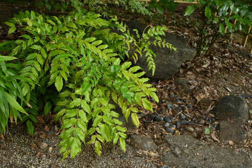 ヒイラギナンテン