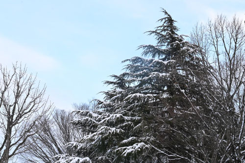 雪や寒さに強い樹木