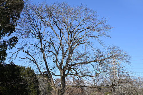 Soapberry tree