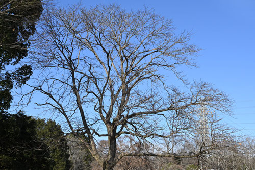 ムクロジ,Soapberry tree
