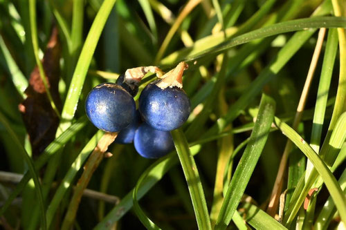 青い実がなる草,何