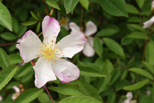 桜薔薇,バラ