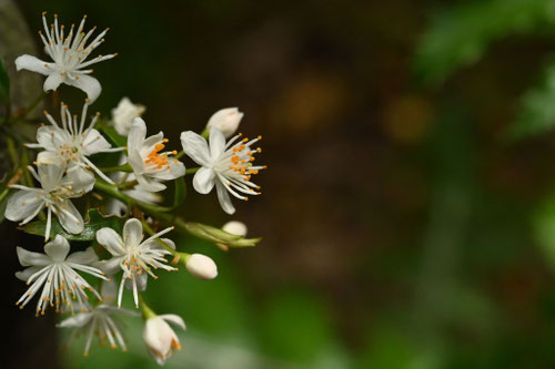 ハイノキの花が咲かない,庭木,はいのき