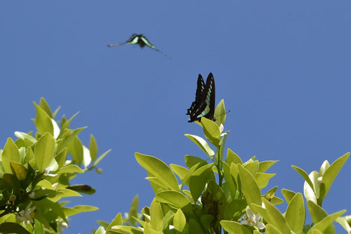 橘,たちばな,タチバナ,Tachibana orange