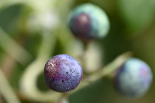 Japanese wild vine