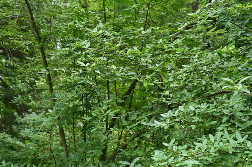 フダンザンショウの木,ふだんざんしょう