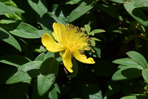驚くばかりビヨウヤナギ 花 言葉 すべての美しい花の画像