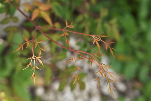 南天の木,なんてん,ナンテン,成長