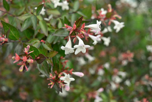 Flowering trees in November in Japan