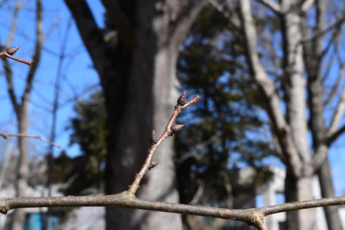 ケヤキ,けやき,欅,ふゆめ