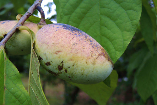 pawpaw,tree,fruits